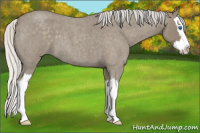 Horse Color:Silver Smoky Blue Roan Splash 