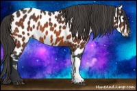 Horse Color:Bay Near Leopard 