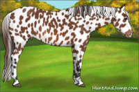 Horse Color:Bay Appaloosa