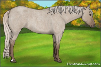 Horse Color:Silver Grullo Roan 