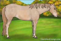 Horse Color:Chestnut Appaloosa 
