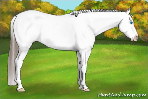Horse Color: Black Splash Blanket 