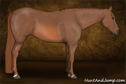 Horse Color: Chestnut 