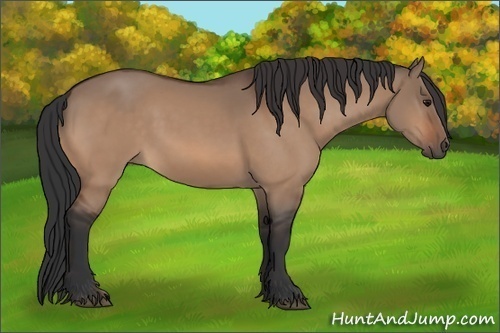 Horse Color: Bay Dun 
