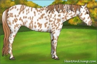 Horse Color:Chestnut Appaloosa 