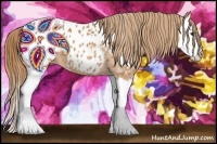 Horse Color:Chestnut Splash Appaloosa 