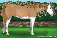 Horse Color:Chestnut Splash 