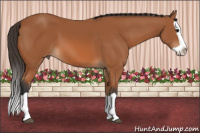 Horse Color:Bay Splash 