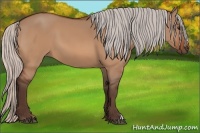 Horse Color:Silver Bay Dun