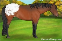 Horse Color:Brown Appaloosa 