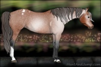 Horse Color:Gray Bay Tobiano Appaloosa 
