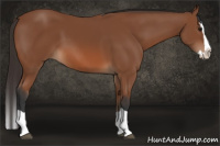 Horse Color:Bay Splash 
