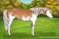 Horse Color:Silver Buckskin Splash 