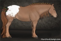Horse Color:Chestnut Appaloosa