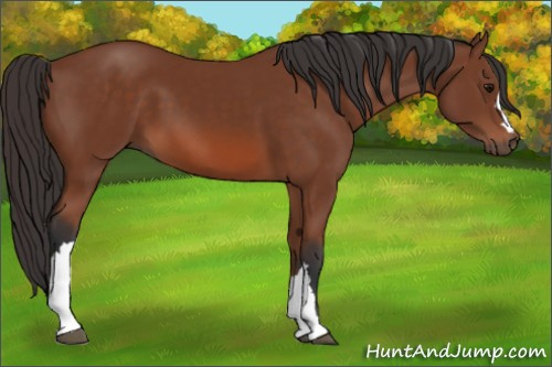 Horse Color: Bay 