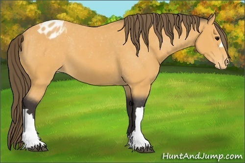 Horse Color: Buckskin Varnish 