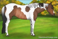 Horse Color:Bay Tobiano Rabicano 