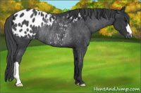 Horse Color:Black Appaloosa Rabicano 