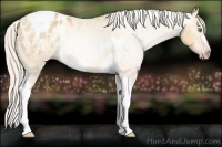 Horse Color:Gray Silver Amber Cream Champagne Roan Dun Splash Tobiano Frame Appaloosa Rabicano 