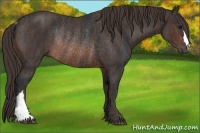 Horse Color:Brown Rabicano Brindle