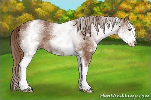 Horse Color:White Spotted Chestnut Sabino 