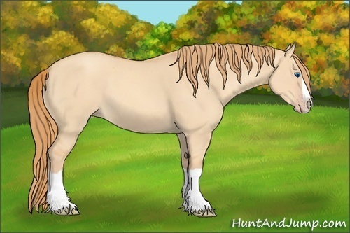 Horse Color:Gold Champagne Dun Splash