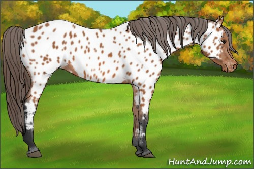 Horse Color: Bay Near Leopard 