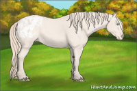 Horse Color:Perlino Appaloosa 