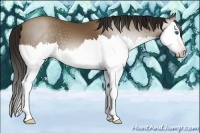 Horse Color:Gray Classic Champagne Splash 