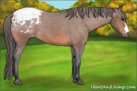 Horse Color:Bay Appaloosa