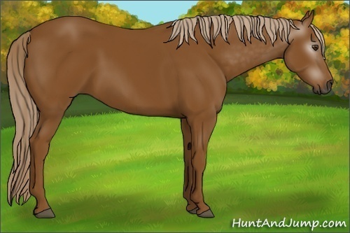 Horse Color:Gray Palomino