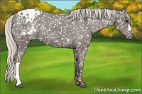 Horse Color:Silver Black Appaloosa 