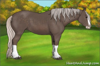 Horse Color:Silver Black Splash 