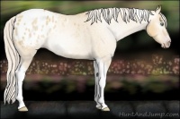 Horse Color:Gray Silver Amber Cream Champagne Roan Dun Splash Tobiano Frame Appaloosa Rabicano 