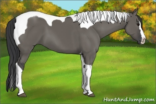 Horse Color:Grullo Splash Tobiano 
