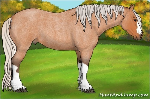Horse Color:Silver Bay Roan 