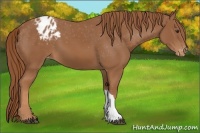 Horse Color:Chestnut Blanket 