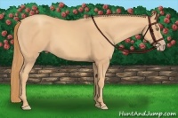 Horse Color:Gold Champagne 