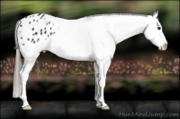 Horse Color:Black Splash Appaloosa 