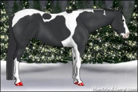 Horse Color:Black Splash Tobiano 