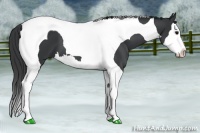 Horse Color:Black Splash Tobiano 