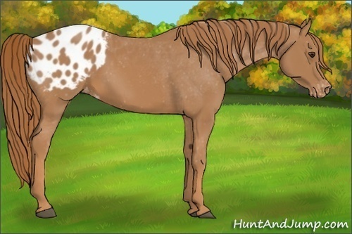 Horse Color: Chestnut Blanket 