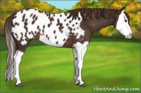 Horse Color:Liver Chestnut Splash Appaloosa