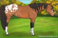 Horse Color:Bay Appaloosa