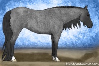 Horse Color:Blue Roan