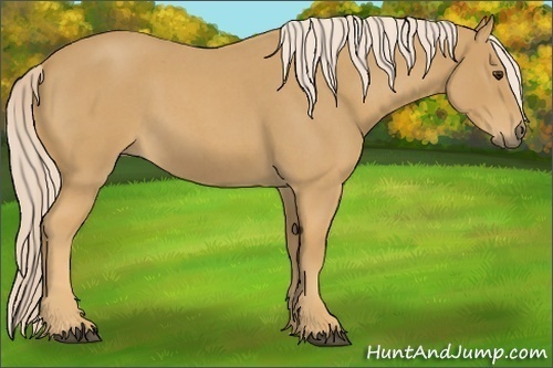 Horse Color:Palomino Roan 