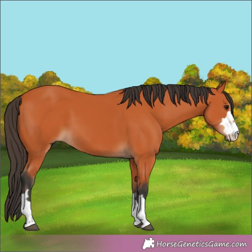 Horse Color: Bay 