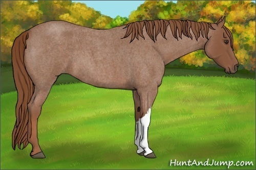 Horse Color: Unknown 