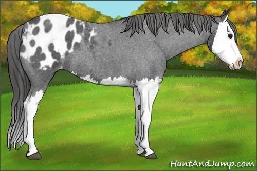 Horse Color: Blue Roan Splash Blanket 