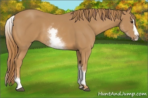 Horse Color: Unknown 